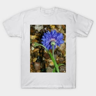 Blue cornflower T-Shirt